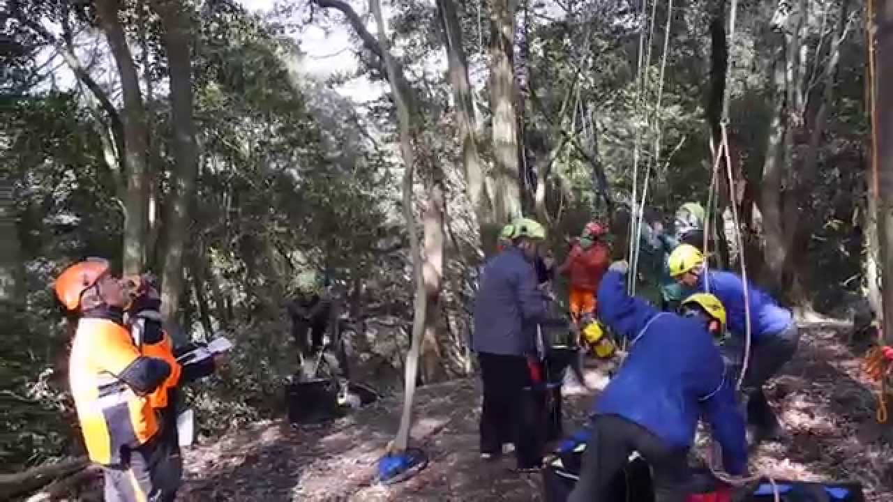 Japan Arborist Skills Certification Test. (Digested) CTCAツリー 