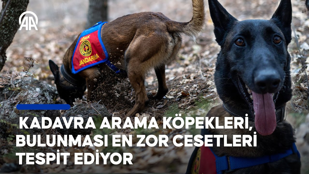 Jandarmanın kadavra arama köpekleri, bulunması en zor cesetleri hassas burunlarıyla tespit ediyor