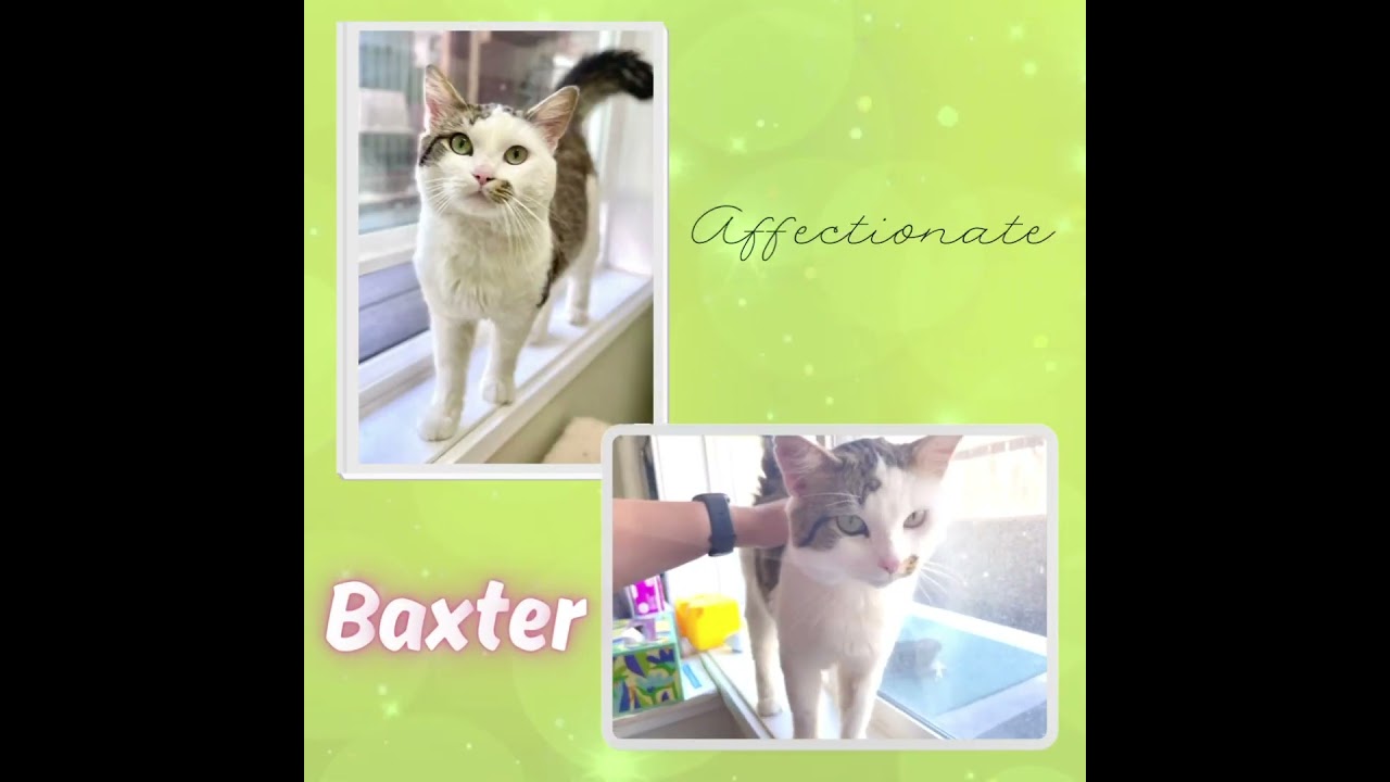 Meet Baxter - HART's May Cat of the Month!