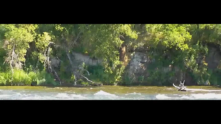 Grazer pushes 83 off the cliff Explore.org 6/29/2021