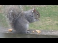 Squirrels Eating Bugles