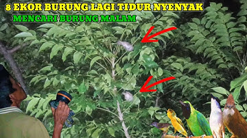 ngobor burung di pohon ini banyak yang lagi tidur - mencari burung malam ,mikat burung ,burung kicau