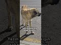 KANGAL VE İNSAN