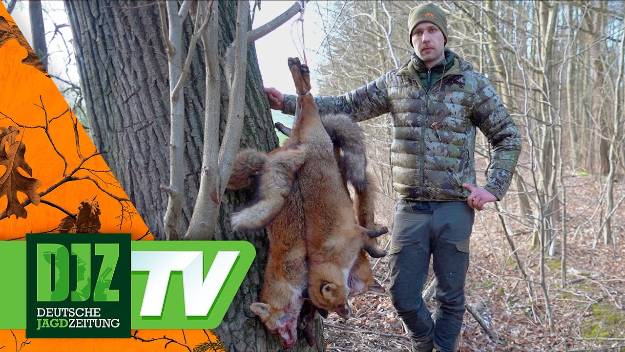 Fuchsjagd mit 1.280er-Sensor - das neue Hikmicro Habrok Pro HX60LN im Einsatz!