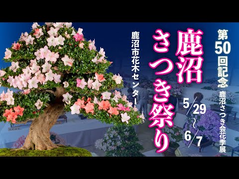 21 第50回記念 鹿沼さつき祭り 鹿沼さつき会花季展 Youtube