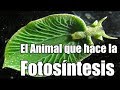 Elysia Chlorotica - El animal que puede hacer la Fotosintesis