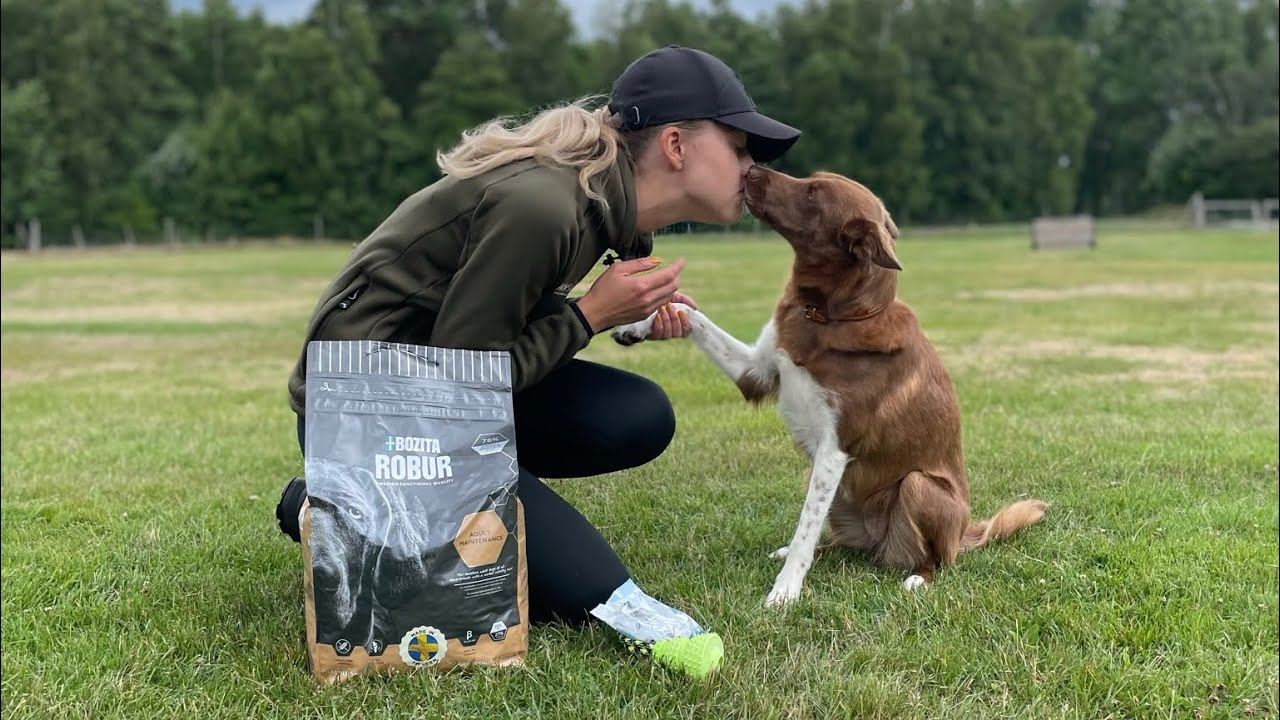 Zapparayans Juni - Lydnadsklass 1