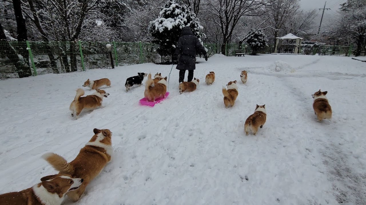 개린이들이 가장 좋아하는 함박눈 ️ What do dogs like most in winter? ️ YouTube