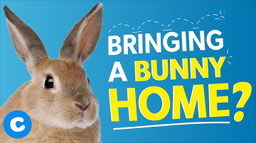 Rabbits as Pets: 10 Things You Should Know | Chewy