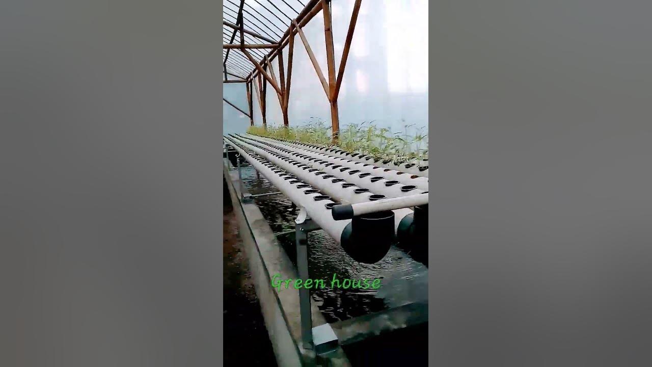 proses pembuatan green house. untuk tanaman hidroponik #greenhouse #video #viral #fyp