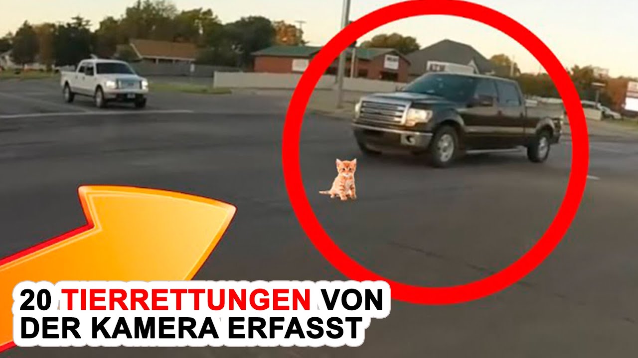 20 Tierrettungen Von Der Kamera Erfasst