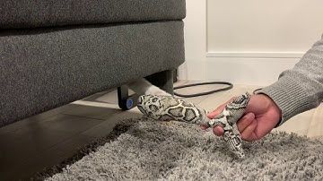 How to get your cat out of hiding