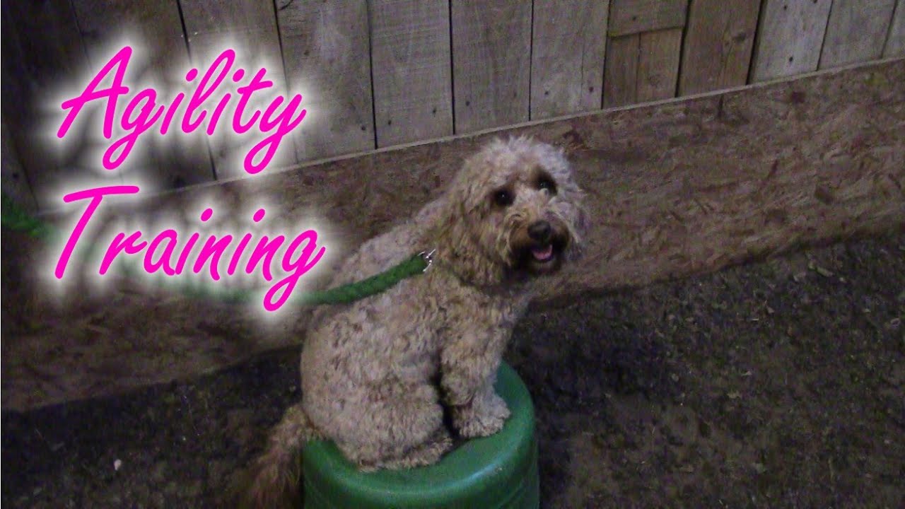 Dog Agility Fun 36 Cockapoo Training YouTube