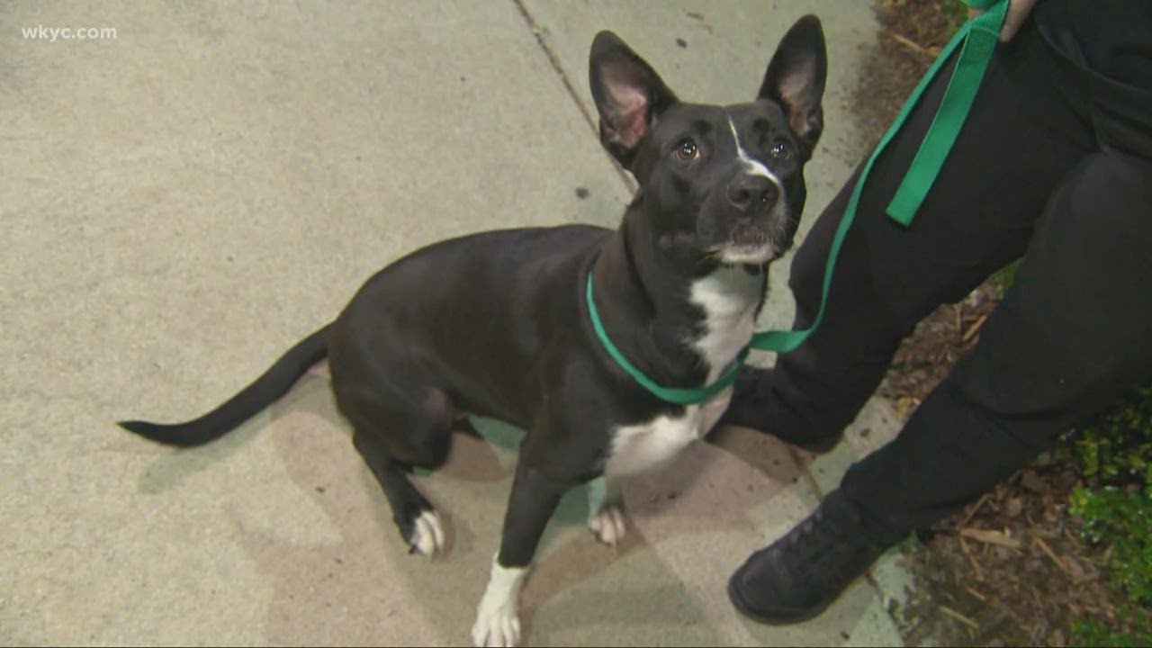 Clear the Shelters: How you can help pets find their forever homes ...