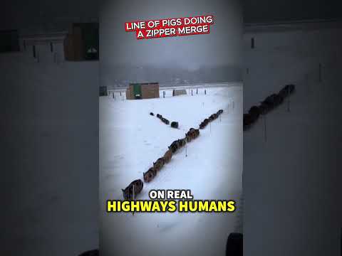 هذا يختصر كل شيء الخنازير ت تقن دمج السحابات بشكل مثالي دمج السحابات شورتات جوبوثونيل