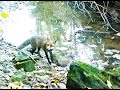 Algunos habitantes de una riera de la Cuenca Baja del Foix