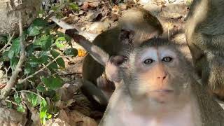 Amazing Video Mom .Babies Smart Monkeys