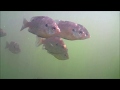 Feeding fish with an RC boat