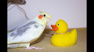 Попугай Разговаривает И Играет 🐤 Гера Птичка, Гера Лапочка