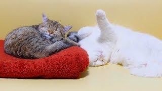 寝落ちするまで猫とお昼寝していきませんか？【30分耐久】