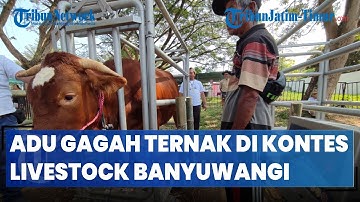 Ratusan Ekor Ternak Sapi dan Kambing Akan Adu Gagah di Kontes Ternak Livestock Banyuwangi 2023