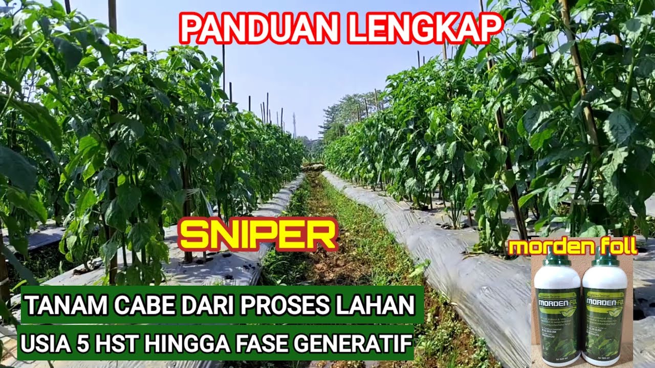 PANDUAN LENGKAP TANAM CABE .!! PROSES LAHAN HINGGA FASE GENERATIF