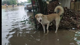 Barish Lai Badht Like,