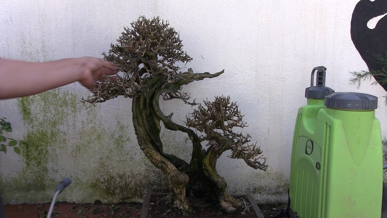 Curando un bonsai - Vídeo lleno de contradicciones bonsai bosque de la armonia