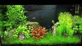 Nature Aquarium 75L - Timelapse