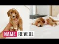 Surprise Puppy Name Reveal | The LeRoys