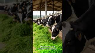Hydroponic Barley Fodder #viral #trending #shorts #didyouknow #facts #motivation #shortsfeed #117