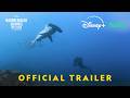 Hammerhead Sharks Up Close with Bertie Gregory | Official Trailer | National Geographic
