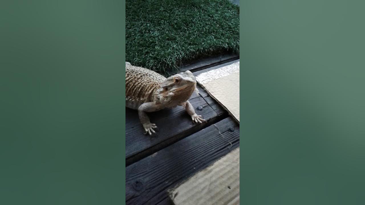 bork bork nom nom YouTube