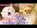 【50本目感謝】捨て猫保護 ゴミ袋からの救出 生後3日から2歳までのまとめ：でんの成長記録