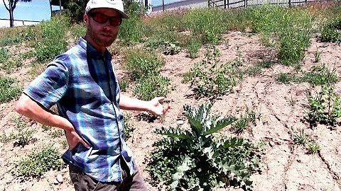 Grants to Battle Noxious Weeds