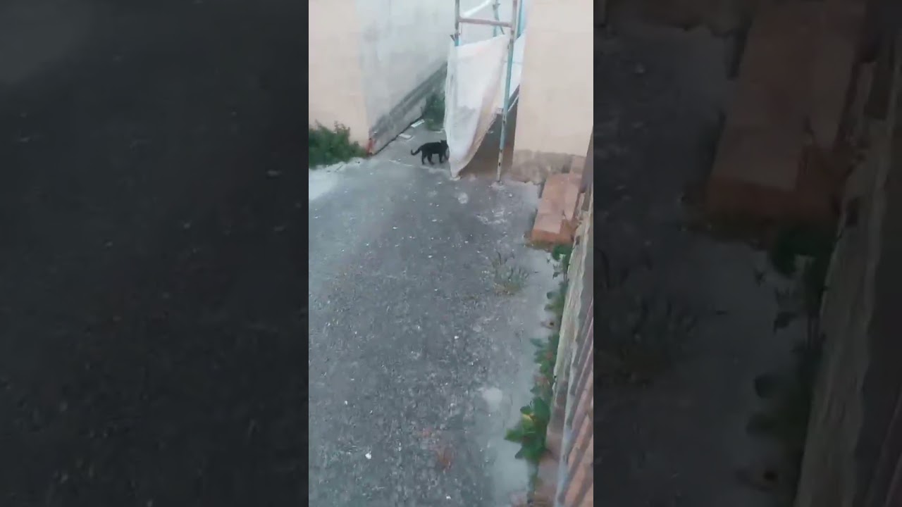 Gatto nero - YouTube