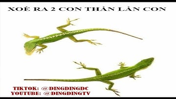 BỐ LÀ 1 CON VỊT