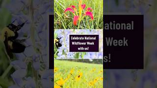 Our Favorite Wildflowers