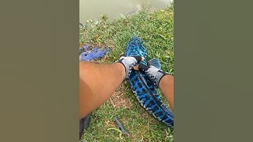 Câu cá lóc khủng gặp đàn cá con theo bầy #cacconvat #docla #fishing