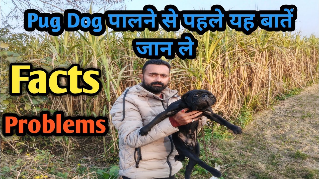 Pug Dog Full Information in Hindi | Pug Dog Facts, Problems & Care Tips!