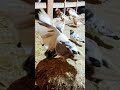 #bhat#pigeons#kupwara ❤️❤️❤️❤️❤️