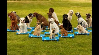 Dog Training 101 - How to Train ANY DOG in 2023 the Basics