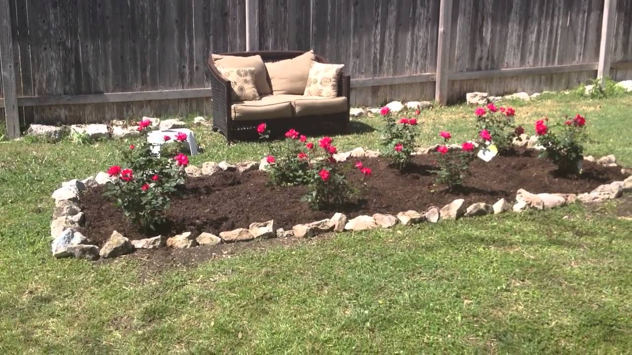 New knockout roses island. March 15, 2013 Central TX YouTube