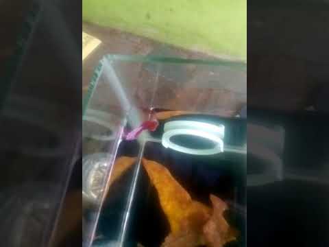 Cara ternak ikan cupang 