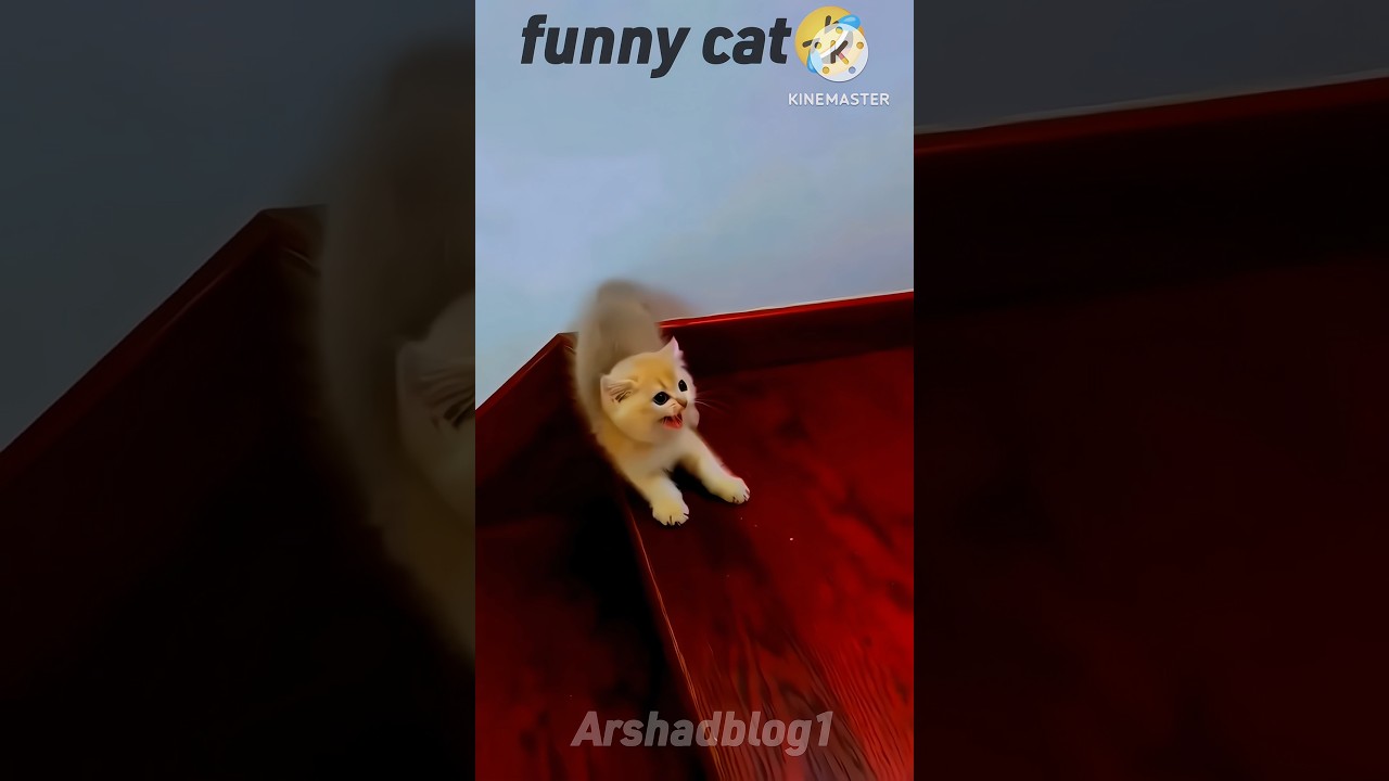 🙀Cat Cake Cutting || All cat reaction🤣 