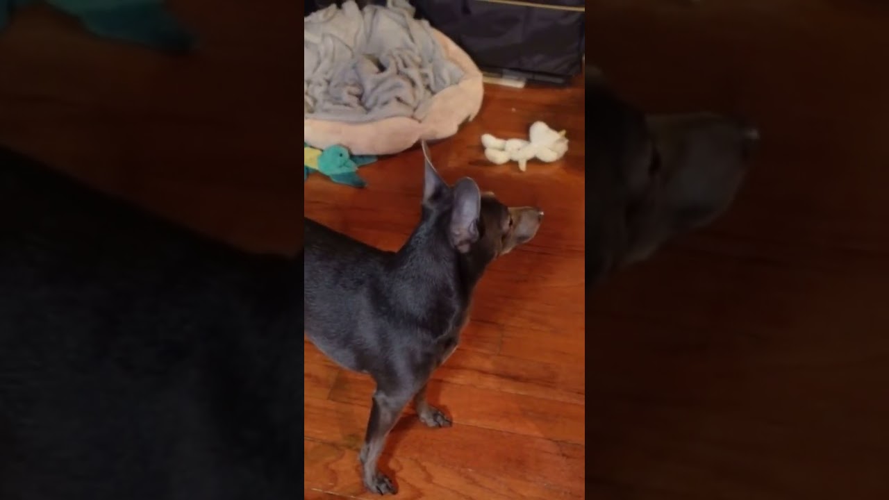 say hi to ozzy everyone 😃 