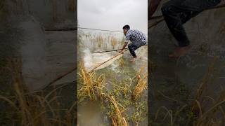 The Jamuna River showdown! #fishing #fish