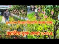 বিদেশি গাছের দাম / কদবেল গাছের দাম / লটকন গাছের দাম / বৃক্ষ মেলা 2025