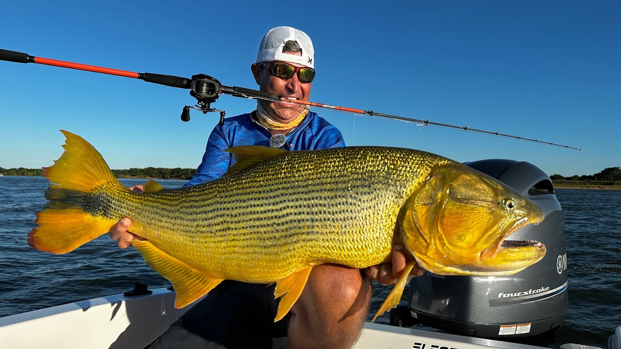 EM BUSCA DE DOURADOS GIGANTES COM A MELHOR ISCA