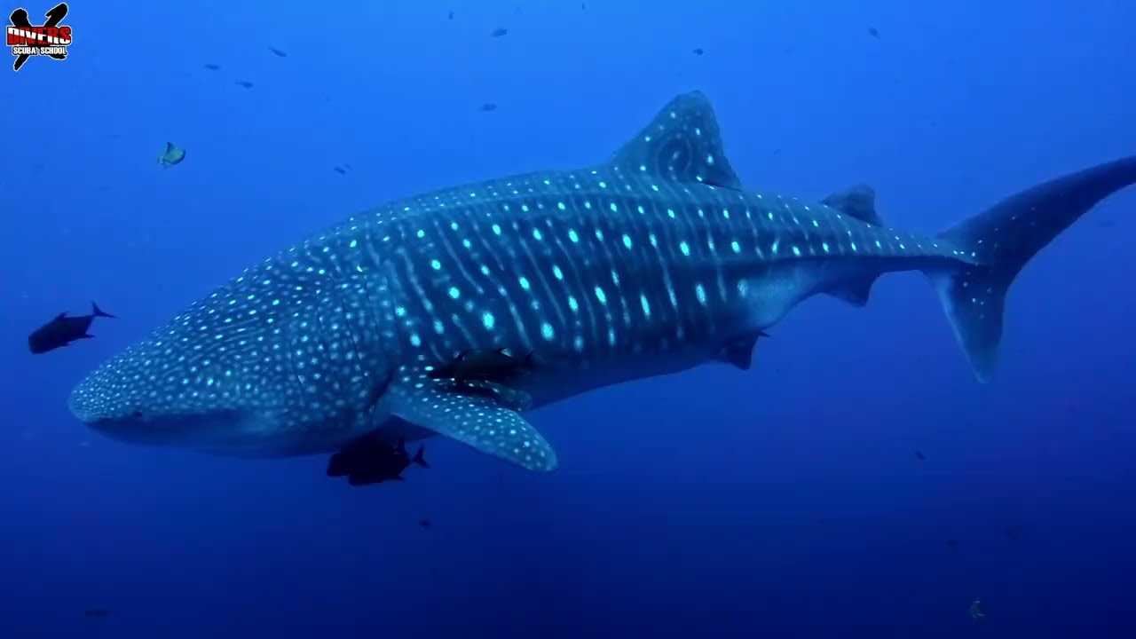 KIKO LIMA - ARQUIPÉLAGO DE REVILLAGIGEDO  - MÉXICO - FEVEREIRO 2026